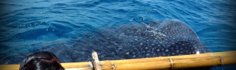 swimming with whale sharks, sea adventure