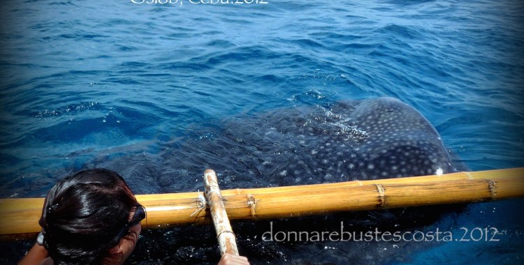 swimming with whale sharks, sea adventure