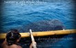 swimming with whale sharks, sea adventure